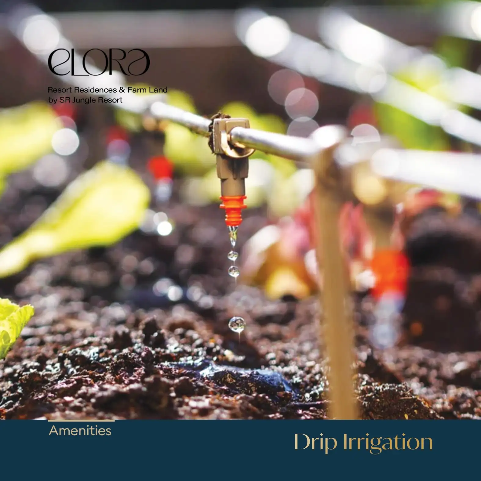 Drip Irrigation For Plants